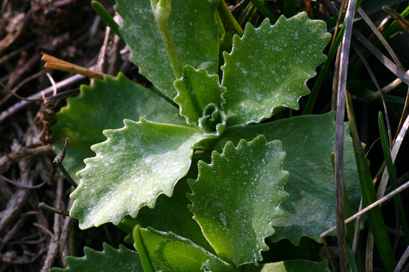 Primula marginata / Primula impolverata